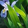Iris cristata, flowers