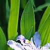 Iris cristata, flowers