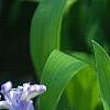 Iris cristata, flowers