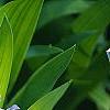 Iris cristata, flowers