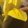 Iris danfordiae, flowers