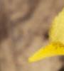 Iris danfordiae, flowers