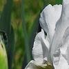 Iris 'Dumbledore', flowers
