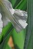 Iris 'Dumbledore', flowers