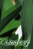 Iris 'Dumbledore', flowers