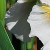 Iris 'Dumbledore', flowers