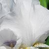 Iris 'Dumbledore', flowers