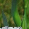 Iris 'Dumbledore', flowers