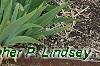 Iris 'Fancy Caper', habit