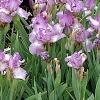 Iris 'Fancy Caper', habit