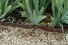 Iris 'Fancy Caper', habit