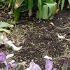 Iris 'Fancy Caper', habit