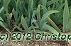 Iris 'Fancy Caper', habit