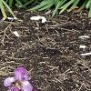 Iris 'Fancy Caper', habit