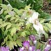 Iris 'Fancy Caper', habit