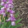 Iris 'Fancy Caper', habit