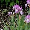 Iris 'Fancy Caper', habit