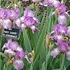 Iris 'Fancy Caper', habit