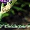 Iris 'Batik', flowers