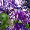 Iris 'Batik', flowers