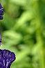 Iris 'Batik', flowers