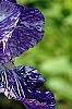 Iris 'Batik', flowers