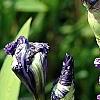 Iris 'Batik', flowers