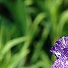 Iris 'Batik', flowers