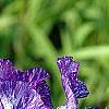 Iris 'Batik', flowers
