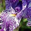 Iris 'Batik', flowers