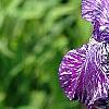 Iris 'Batik', flowers