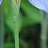 Iris 'Kingfisher Blue', flowers