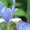 Iris 'Kingfisher Blue', flowers