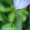 Iris 'Kingfisher Blue', flowers