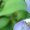 Iris 'Kingfisher Blue', flowers