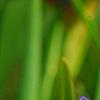 Iris laevigata, flowers