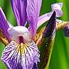 Iris laevigata, flowers