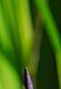 Iris laevigata, flowers