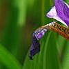 Iris laevigata, flowers