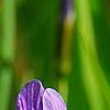 Iris laevigata, flowers