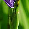 Iris laevigata, flowers