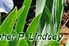 Iris 'Little Sapphire', habit