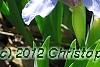 Iris 'Little Sapphire', habit