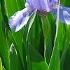 Iris 'Little Sapphire', habit