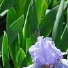 Iris 'Little Sapphire', habit