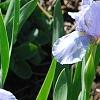 Iris 'Little Sapphire', habit