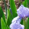 Iris 'Little Sapphire', habit