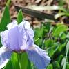 Iris 'Little Sapphire', habit