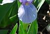 Iris 'Little Sapphire', habit