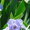 Iris 'Little Sapphire', habit